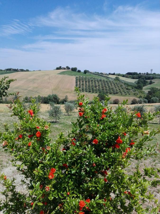 Il Giardino Nella Valle Belvedere Ostrense ภายนอก รูปภาพ