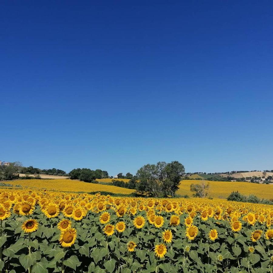 Il Giardino Nella Valle Belvedere Ostrense ภายนอก รูปภาพ