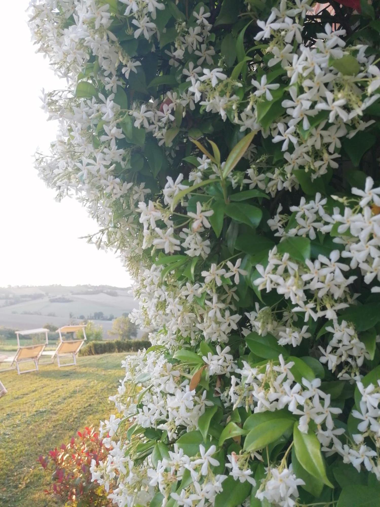 Il Giardino Nella Valle Belvedere Ostrense ภายนอก รูปภาพ