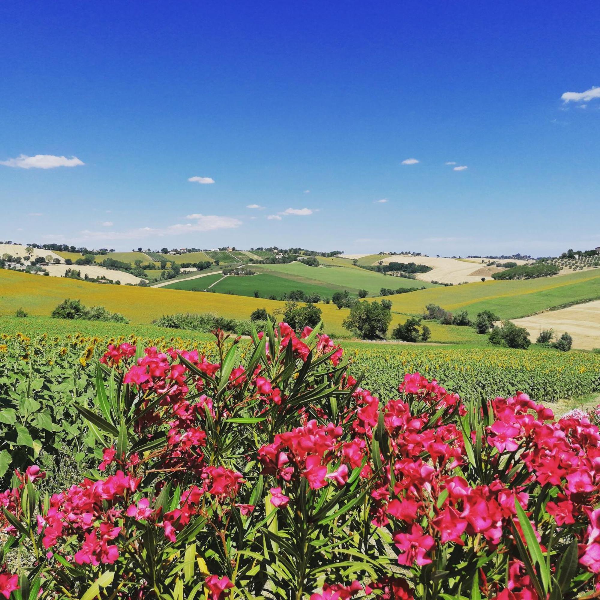 Il Giardino Nella Valle Belvedere Ostrense ภายนอก รูปภาพ